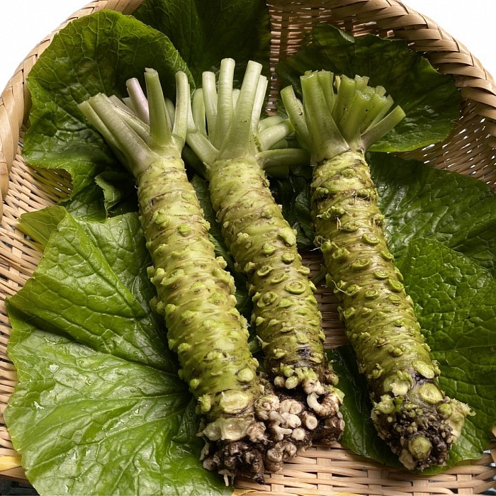 わさび農園竹澤 静岡わさび